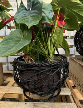 1721229326961.png 1721229326961.png